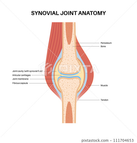 Synovial joint poster Synovial joint poster 111704653