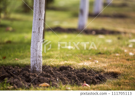 Whitewashed bark of tree growing in sunny orchard garden on blurred green copy space background. 111705113