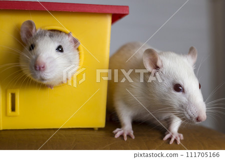 Two funny domestic pet rats and a toy house. 111705166