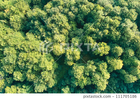 Top down flat aerial view of dark lush forest with green trees canopies in summer. Top down flat aerial view of dark lush forest with green trees canopies in summer. 111705186