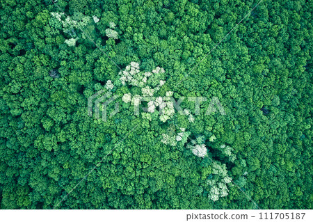 Top down flat aerial view of dark lush forest with blooming green trees canopies in spring 111705187