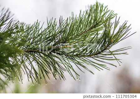 Pine tree needles with water drops close-up Pine tree needles with water drops close-up 111705304