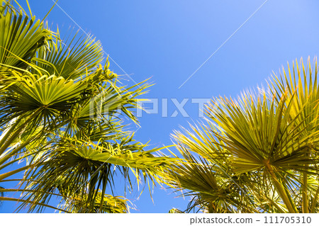 Perspective down view of fresh green palm trees in tropical region against blue vibrant sky in summer. 111705310