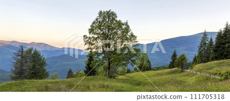 Panorama of mountains at sunset with big tree standing at front 111705318