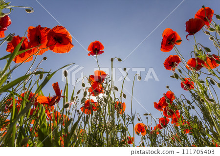Low angle view of wonderful bright fully blooming red poppies and buds on high green stems lit by summer sun against bright blue sky. Beauty and tenderness of nature concept. 111705403
