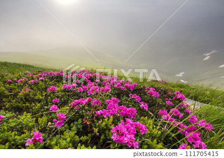 Lit by sun lavishly blooming on grassy mountain meadow dense rhododendron rue bush with bright pink flowers and green leaves under blue cloudy sky. Ecology problems and beauty of nature concept. Lit by sun lavishly blooming on grassy mountain meadow dense rhododendron rue bush with bright pink flowers and green leaves under blue cloudy sky. Ecology problems and beauty of nature concept. 111705415