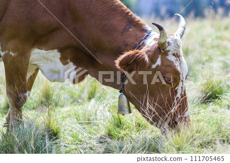 Idyllic view of nice brown cow grazing in green pasture field fresh grass on bright sunny day. Magnificent mountains in distance, blue sky,white clouds. Farming and agriculture. 111705465