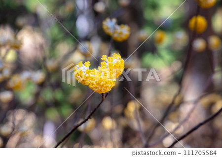 Mitsumata集團布 111705584