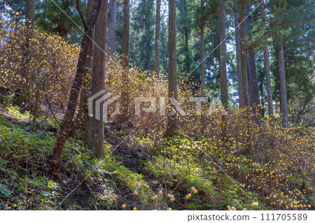 Mitsumata group cloth 111705589