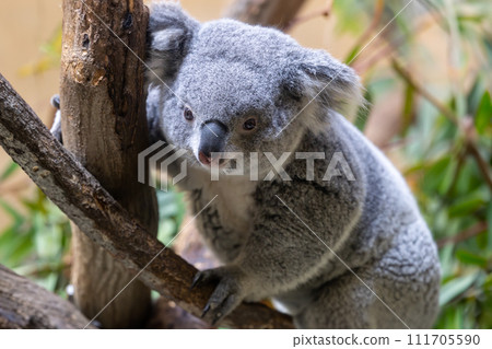 Koala from Tama Zoological Park 111705590