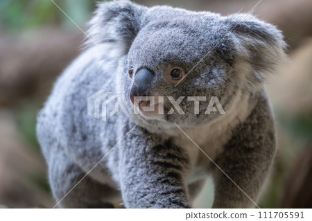 Koala from Tama Zoological Park 111705591