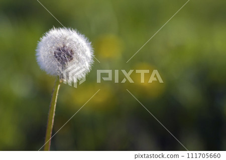 Closeup picture of beautiful overblown white puffy flower dandelion with tiny black seeds standing alone on high stem on blurred green bokeh background. Beauty and tenderness of nature concept. Closeup picture of beautiful overblown white puffy flower dandelion with tiny black seeds standing alone on high stem on blurred green bokeh background. Beauty and tenderness of nature concept. 111705660