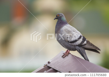 Close-up portrait of beautiful big gray and white grown pigeon with orange eye and thick plumage perching on top of brown metal tile roof on blurred bright green bokeh background. 111705680