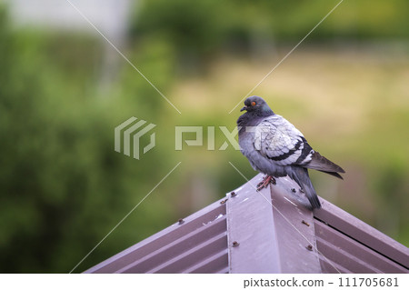 Close-up portrait of beautiful big gray and white grown pigeon with orange eye and thick plumage perching on top of brown metal tile roof on blurred bright green bokeh background. 111705681