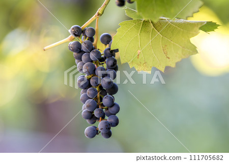 Dark blue ripening grape cluster lit by bright sun on blurred colorful bokeh copy space background. Dark blue ripening grape cluster lit by bright sun on blurred colorful bokeh copy space background. 111705682