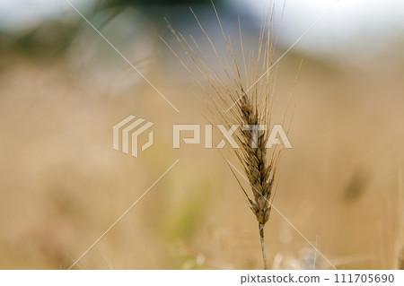 Close-up of warm colored golden yellow ripe focused wheat head on sunny summer day on soft blurred foggy meadow wheat field light brown background. Agriculture, farming and rich harvest concept. Close-up of warm colored golden yellow ripe focused wheat head on sunny summer day on soft blurred foggy meadow wheat field light brown background. Agriculture, farming and rich harvest concept. 111705690