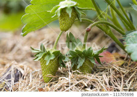 Close-up of strawberry bush with small green and big red ripe delicious berries lit by summer sun on blurred dark soil background. Agriculture, farming and healthy food concept. 111705696