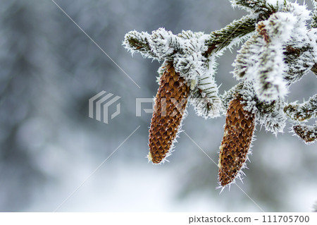 Close-up of pine tree cones in winter covered with white snow and frost Close-up of pine tree cones in winter covered with white snow and frost 111705700