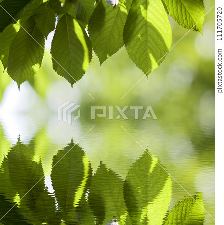 Close-up of fresh shiny cherry leaves lit by sun hanging like curtain above blurred mirror reflection on bright bokeh copy space background. Beauty and harmony of nature, fruit gardening concept. Close-up of fresh shiny cherry leaves lit by sun hanging like curtain above blurred mirror reflection on bright bokeh copy space background. Beauty and harmony of nature, fruit gardening concept. 111705720
