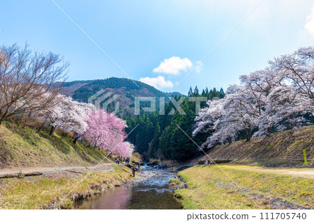 Ayukawa Senbonzakura (March) 111705740