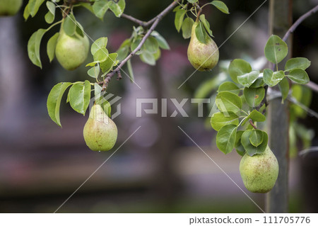 Close-up bunch of beautiful green pears hanging ripening on tree branch with green leaves lit by bright summer sun on blurred bokeh dark gray contrast background. Agriculture and gardening concept. 111705776