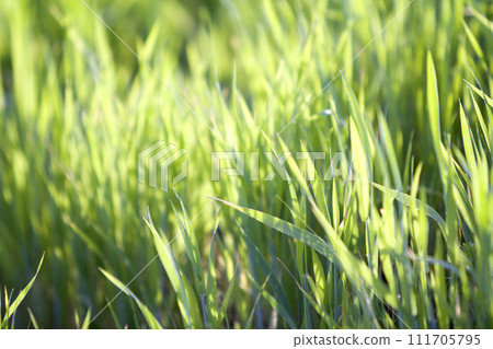 Close up macro abstract image of bright fresh clean light green grass blades growing on blurred green bokeh grassy background on sunny spring or summer day. Beauty of natural environment concept. 111705795