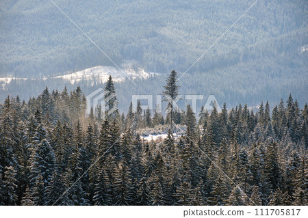 Bright winter landscape with pine trees covered with fresh fallen snow in mountain forest on cold wintry day. 111705817