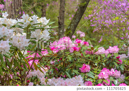 近江富士花綠公園·植物園(3月) 近江富士花綠公園·植物園(3月) 111705825