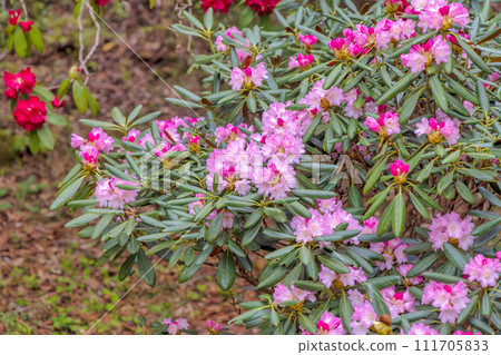 近江富士花綠公園·植物園(3月) 近江富士花綠公園·植物園(3月) 111705833