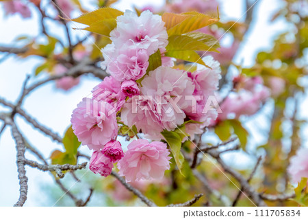 近江富士花綠公園·植物園(3月) 近江富士花綠公園·植物園(3月) 111705834