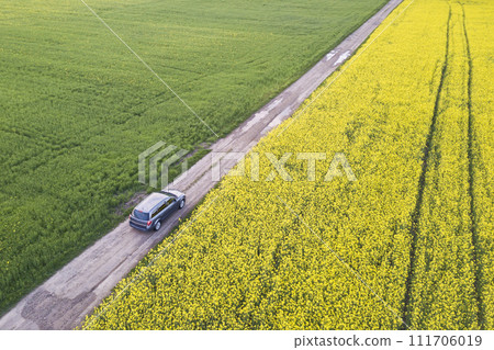 Aerial view of car driving by straight ground road through green fields with blooming rapeseed plants on sunny day. Drone photography. 111706019