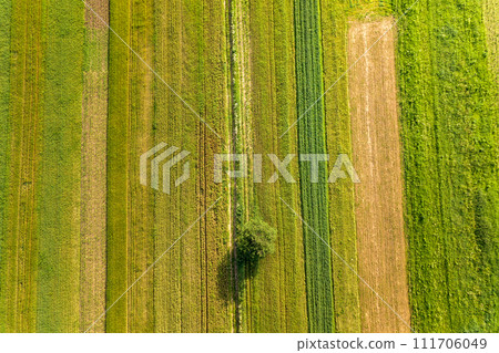 Aerial view of a single tree growing lonely on green agricultural fields in spring with fresh vegetation after seeding season on a warm sunny day. Aerial view of a single tree growing lonely on green agricultural fields in spring with fresh vegetation after seeding season on a warm sunny day. 111706049
