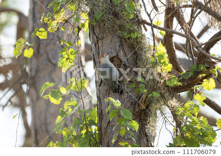 A red-bellied woodpecker bird perched on a tree branch in summer Florida woods 111706079