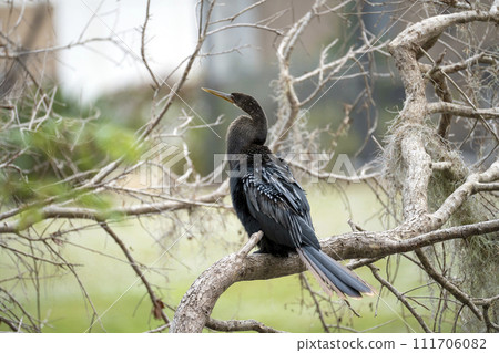 A big anhinga bird resting on tree branch in Florida wetlands 111706082