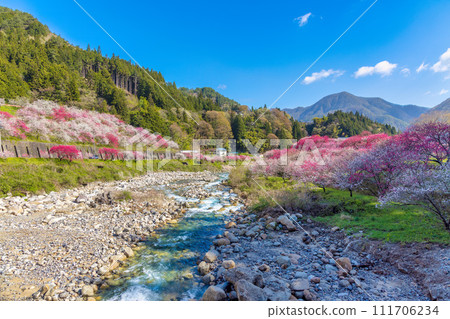阿智村花桃之裡(4月) 阿智村花桃之裡(4月) 111706234
