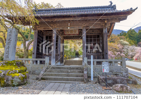 光前寺的垂枝櫻花和杜鵑花 111707104