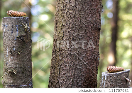 Two pine tree cones on stumps in forest 111707981