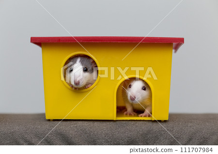 Two funny white and gray tame curious mouses hamsters with shiny eyes looking from bright yellow cage window. Keeping pet friends at home, care and love to animals concept. 111707984