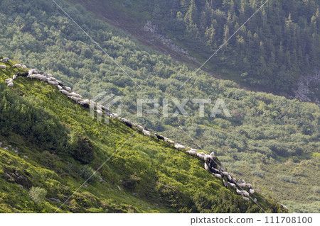 Green grassy steep hill with small silhouette of man shepherd guiding big flock of sheep and lambs on foggy pine trees forest background. Farming and breeding sheep in difficult conditions concept. Green grassy steep hill with small silhouette of man shepherd guiding big flock of sheep and lambs on foggy pine trees forest background. Farming and breeding sheep in difficult conditions concept. 111708100