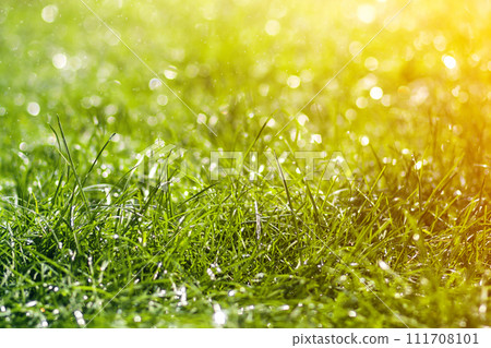 Green fresh grass with falling drops of morning rain water. Beautiful summer background with bokeh and blurred background. Low depth of field. Green fresh grass with falling drops of morning rain water. Beautiful summer background with bokeh and blurred background. Low depth of field. 111708101
