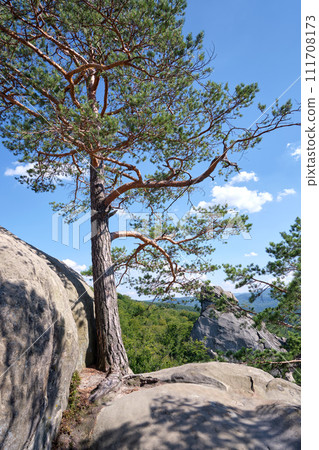 Big old pine tree growing on rocky mountain top under blue sky on summer mountain view background Big old pine tree growing on rocky mountain top under blue sky on summer mountain view background 111708173