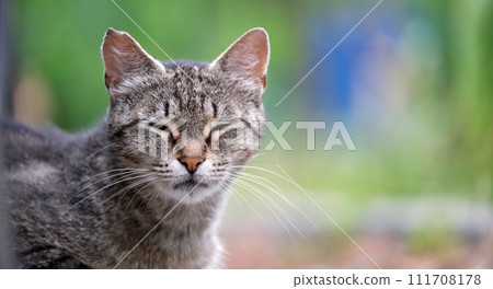 Big gray stray cat resting on steet outdoors in summer 111708178