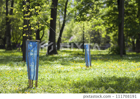 Beautiful view of row of young green saplings trees with blue plastic protective hedge on bright sunny day on blurred park, garden or orchard background. Environment recreation and protection concept. 111708191