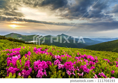 Beautiful view of pink rhododendron rue flowers blooming on mountain slope with foggy hills with green grass and Carpathian mountains in distance with dramatic clouds sky. Beauty of nature concept. Beautiful view of pink rhododendron rue flowers blooming on mountain slope with foggy hills with green grass and Carpathian mountains in distance with dramatic clouds sky. Beauty of nature concept. 111708193