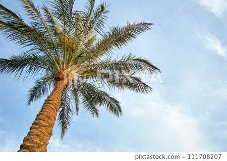 Beautiful green coconut palm trees on tropical beach against blue sky. Summer vacation concept 111708207