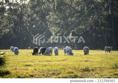 Feeding of cattle on farmland grassland. Milk cows grazing on green farm pasture on warm summer day Feeding of cattle on farmland grassland. Milk cows grazing on green farm pasture on warm summer day 111708301