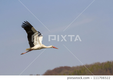 Elegant beautiful white stork bird with spread wings, black tail and long legs flying high in the clear bright blue cloudless sky. Beauty of nature, environmental problems and wildlife protection. 111708322