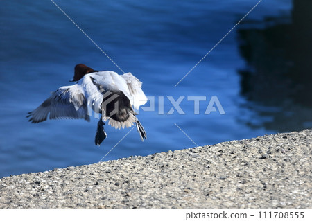 Image of a duck jumping into the sea 111708555