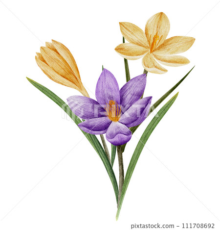 crocus flower in violet and yellow color, drawn in watercolor, isolated on white. Hand drawn botanical illustration. Elements for cards, logos, prints, wedding design crocus flower in violet and yellow color, drawn in watercolor, isolated on white. Hand drawn botanical illustration. Elements for cards, logos, prints, wedding design 111708692