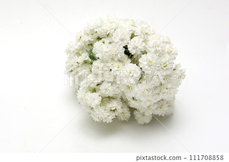 白色背景上的 Kodemari 花脖子 白色背景上的 Kodemari 花脖子 111708858